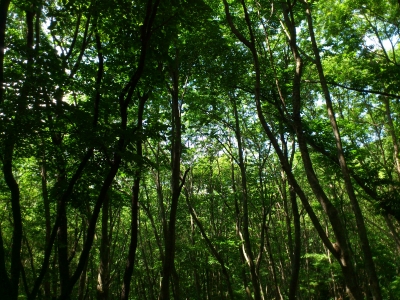 soku_27589.jpg :: 風景 自然 森林 雑木林 