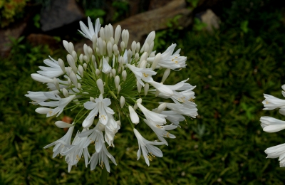 soku_27597.jpg :: 植物 花 白い花 