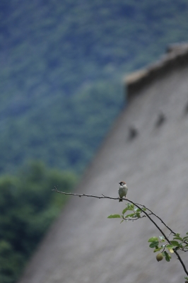 soku_27735.jpg :: 動物 鳥 野鳥 自然の鳥 未記入鳥 