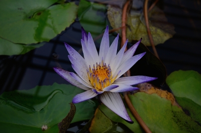 soku_27739.jpg :: 植物 花 紫の花 睡蓮 スイレン 