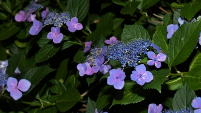 soku_27744.jpg :: 植物 花 紫陽花 アジサイ 