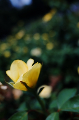 soku_27761.jpg :: 植物 花 黄色い花 