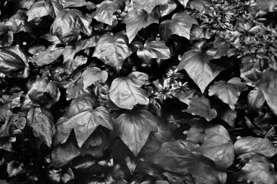 soku_27797.jpg :: 植物 草葉 葉脈 モノクロ 