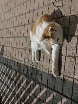 soku_27858.jpg :: PowerShotG15 コンデジ埼玉 lock 動物 哺乳類 猫 ネコ 