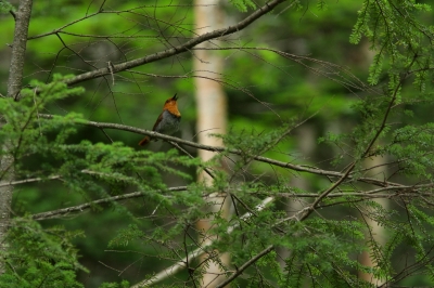 soku_28002.jpg :: 動物 鳥 野鳥 自然の鳥 コマドリ 