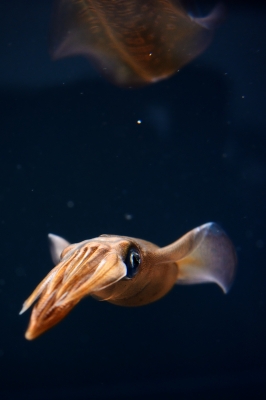soku_28132.jpg :: 動物 海の生物 イカ アオリイカ 