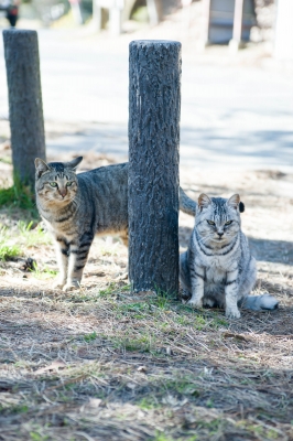 soku_28176.jpg :: 猫とネコ 