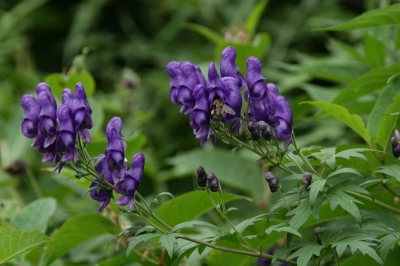 soku_28213.jpg :: 植物 花 紫の花 