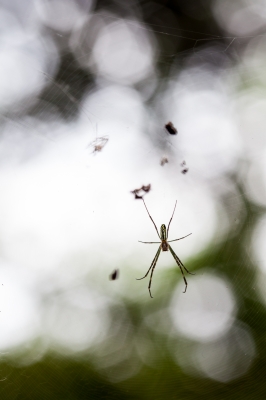 soku_28284.jpg :: 蜘蛛 クモの巣 