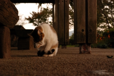 soku_28321.jpg :: 動物 哺乳類 猫 ネコ 