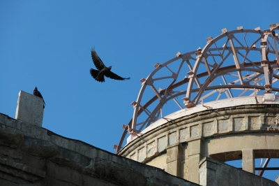 soku_28335.jpg :: 動物 鳥 猛禽類 広島 原爆ドーム 