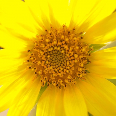 soku_28353.jpg :: 植物 花 黄色い花 