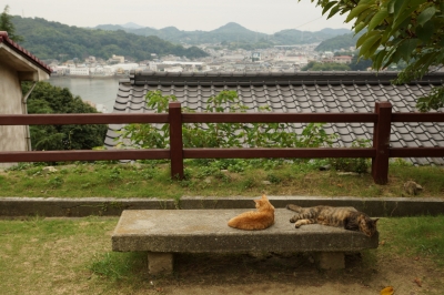 soku_28380.jpg :: 風景 自然 猫 