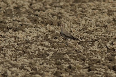 soku_28453.jpg :: 動物 鳥 野鳥 自然の鳥 未記入鳥 