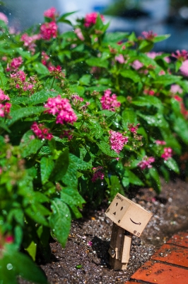 soku_28496.jpg :: 植物 花 ピンクの花 アート 工芸品 クラフト 人形 フィギュア ダンボー 