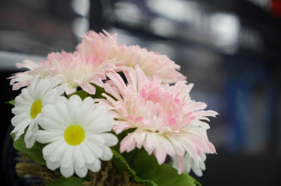 soku_28516.jpg :: 植物 花 ピンクの花 