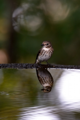 soku_28520.jpg :: 動物 鳥 野鳥 自然の鳥 未記入鳥 風景 自然 水面 水鏡 