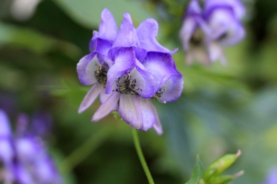 soku_28628.jpg :: 植物 花 紫の花 