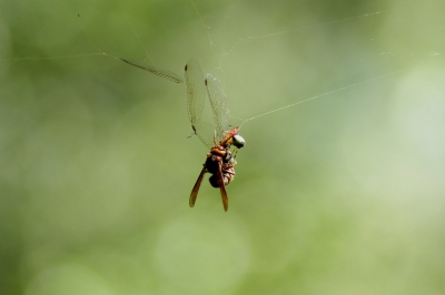 soku_28697.jpg :: 動物 虫 昆虫 蜻蛉 トンボ と蜂 蜘蛛の巣 