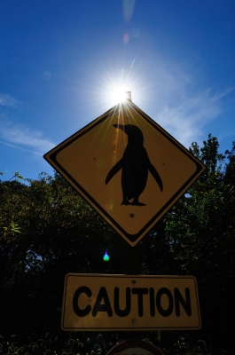 soku_28712.jpg :: 交通イメージ 道路標識 注意 ペンギン 