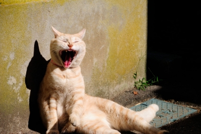 soku_28729.jpg :: 動物 哺乳類 猫 ネコのあくび 