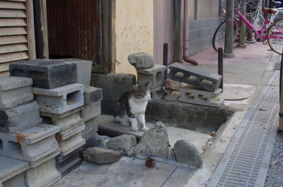 soku_28749.jpg :: 動物 哺乳類 猫 ネコ 