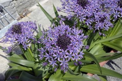 soku_28813.jpg :: 植物 花 紫の花 