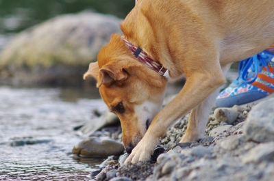 soku_28885.jpg :: 動物 ペット 犬と水アソビ 