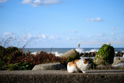 soku_28944.jpg :: 風景 自然 動物 猫 ネコ 