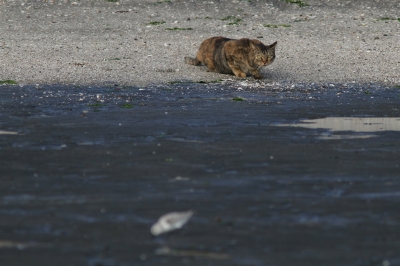 soku_28947.jpg :: 猫と海岸 