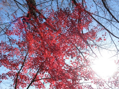 soku_29216.jpg :: PowerShotG15 風景 自然 コンデジ埼玉 lock 紅葉 赤い紅葉 