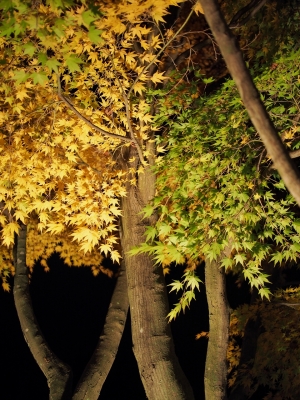 soku_29235.jpg :: 風景 自然 紅葉 黄緑と黄色い紅葉 
