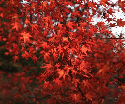 soku_29275.jpg :: 風景 自然 紅葉 赤い紅葉 