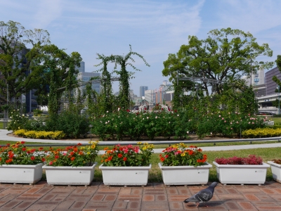 soku_29309.jpg :: 中之島公園 バラ園 鳩 