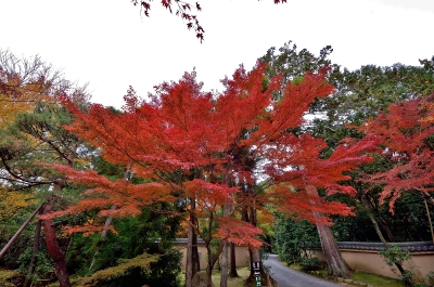 soku_29320.jpg :: 風景 自然 紅葉 寺社の紅葉 