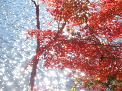 soku_29351.jpg :: PowerShotG15 風景 自然 水分 コンデジ埼玉 lock 湖 円良田湖 紅葉 赤い紅葉 
