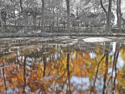 soku_29399.jpg :: PowerShotG15 風景 自然 水分 コンデジ埼玉 lock 池 公園 紅葉 黄色い紅葉 モノクロ 