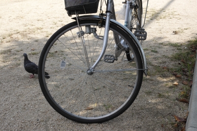 soku_29543.jpg :: 動物 鳥 鳩 ハト 乗り物 自転車 