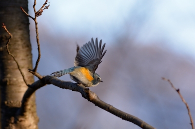 soku_29656.jpg :: 動物 鳥 野鳥 自然の鳥 ルリビタキ 