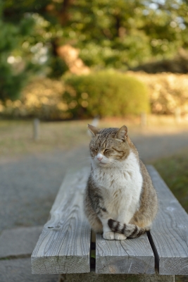 soku_29667.jpg :: 動物 哺乳類 猫 ネコ 