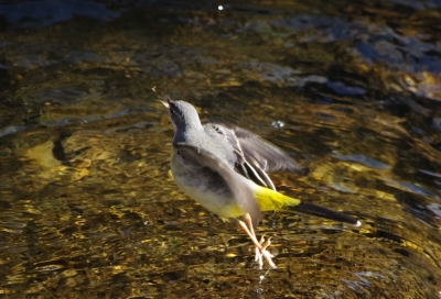 soku_29681.jpg :: 野鳥 小鳥 キセキレイ 川 