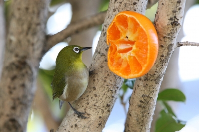 soku_29708.jpg :: 動物 鳥 野鳥 自然の鳥 メジロ 