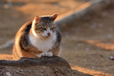soku_29724.jpg :: 動物 哺乳類 猫 ネコ 