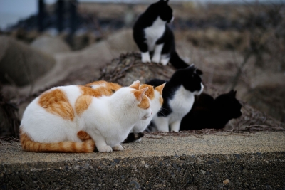 soku_29754.jpg :: 動物 哺乳類 猫 ネコ 