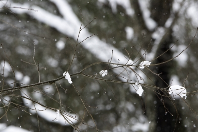 soku_29782.jpg :: 風景 自然 樹木 雪 水滴 