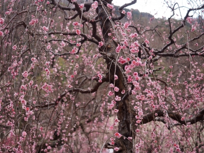 soku_29923.jpg :: 植物 花 桜 サクラ しだれ桜 