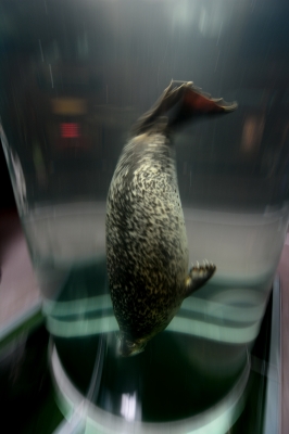 soku_29954.jpg :: 動物 海の生物 ゴマフアザラシ 旭山動物園 