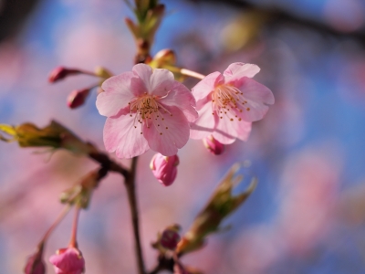 soku_30068.jpg :: 植物 花 桜 サクラ 河津桜 