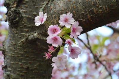 soku_30107.jpg :: 植物 花 桜 サクラ 