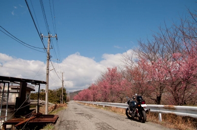 soku_30123.jpg :: 風景 自然 桜 山 山道 バイク 